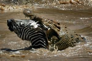 "I Guess the log wasn't a log after all!"